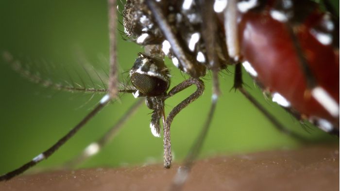Was hilft gegen Mücken – drei Tipps