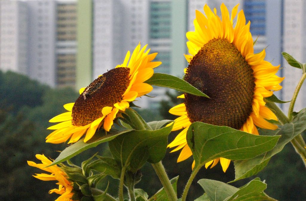Mönchfeld: Diese idyllisch blühenden Sonnenblumen auf einem Feld bei Stuttgart-Mühlhausen können die mächtige Hochhauskulisse von Mönchfeld nicht verdecken.