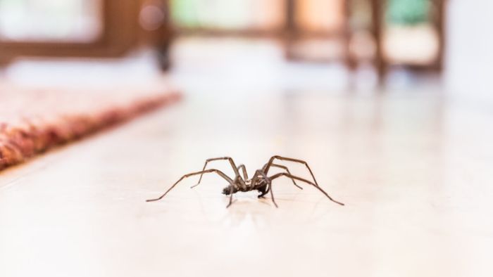 Spinnen im Haus - Woher sie kommen & was man tun kann.
