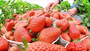 Erdbeerernte im Rems-Murr-Kreis: Erdbeeren haben jetzt schon Hochsaison