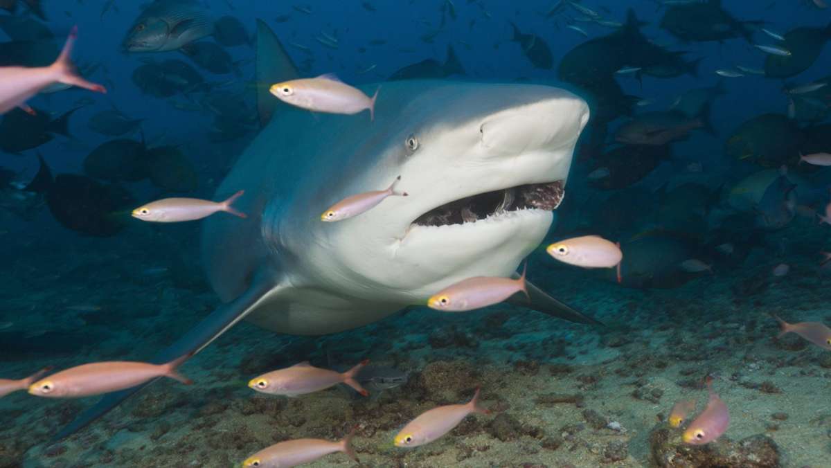 Gefahr aus dem Meer: Diese Unterwassertiere sind besonders tödlich