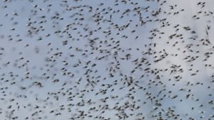 Aggressive Mücken quälen Urlauber am Bodensee