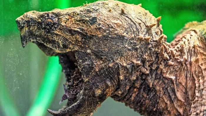 Geierschildkröte gibt Rätsel auf